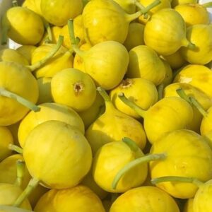 تين بلدي -Tin Baladi