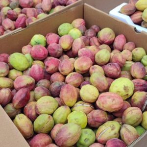لوز بحريني - Fresh Looz Bahraini