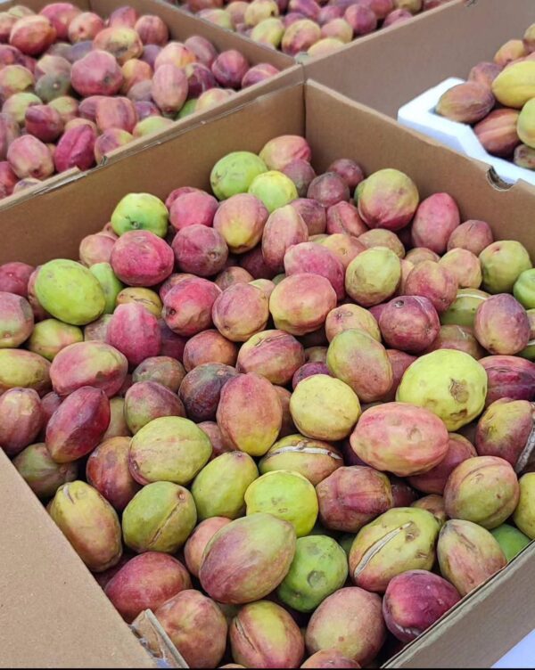 لوز بحريني - Fresh Looz Bahraini