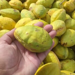 Jumbo Looz Emarati
