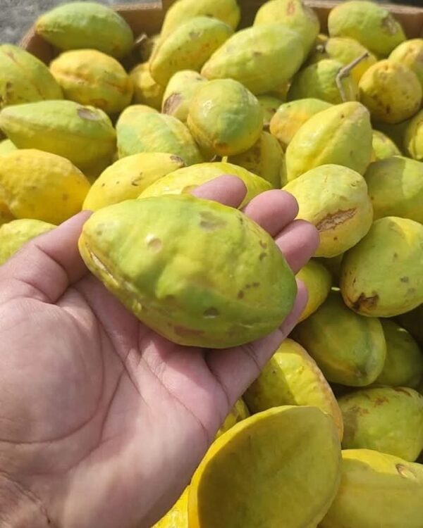 Jumbo Looz Emarati